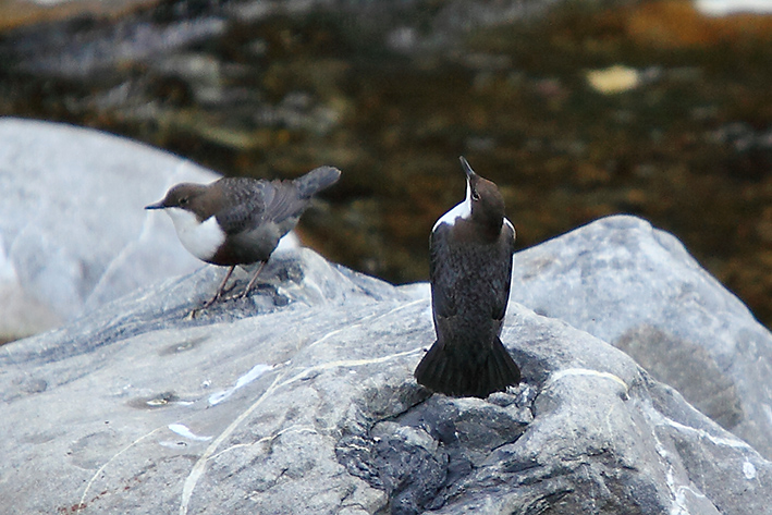 una domanda sul merlo acquaiolo ..